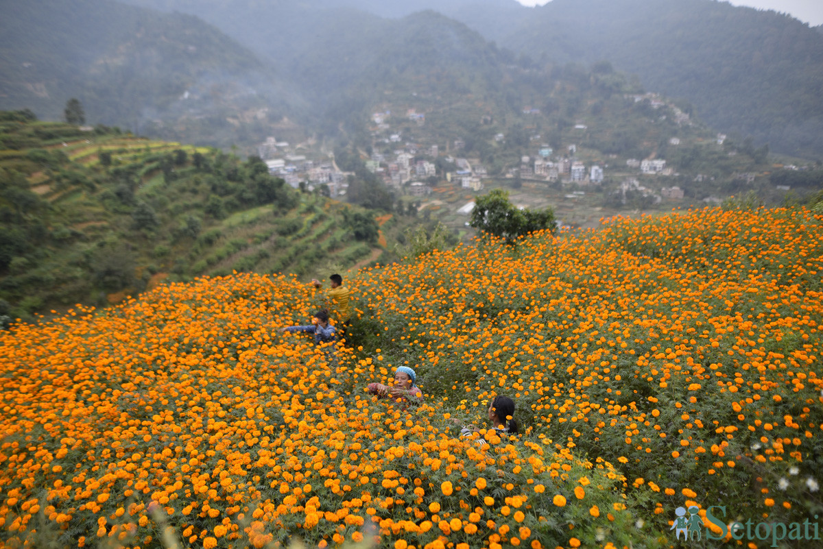 https://raracms.setopati.com/uploads/shares/2019/01/sujita/Marigold flowers for the Tihar Festival (1).JPG